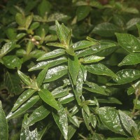 Strobilanthes crispa (L.) Blume